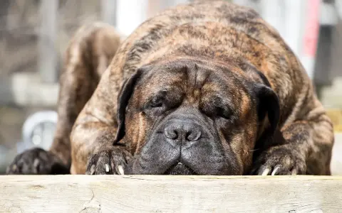 Un maestoso mastiff inglese riposa, con il muso appoggiato su un tronco di legno. Il suo manto tigrato è magnifico.