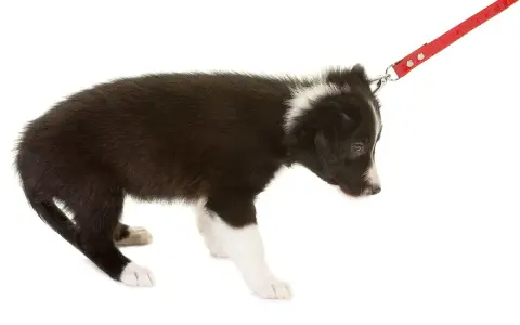 Cucciolo di Border Collie con guinzaglio rosso. Impara come non far tirare il cane al guinzaglio con un addestramento positivo.