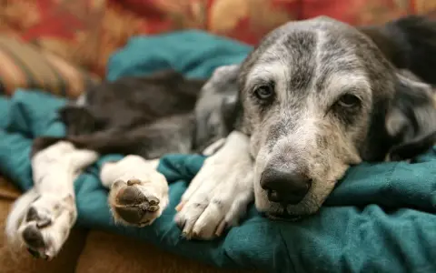 Un cane anziano con pelo grigio riposa su un cuscino verde. La sua espressione è stanca, forse riflette quanto vive un cane con demenza senile.