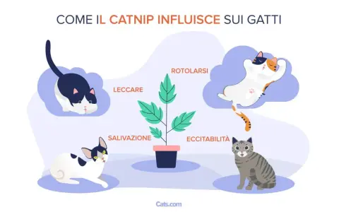 Il catnip cos'è? L'erba gatta provoca reazioni come rotolarsi, leccare, salivazione ed eccitabilità nei gatti, come illustrato.