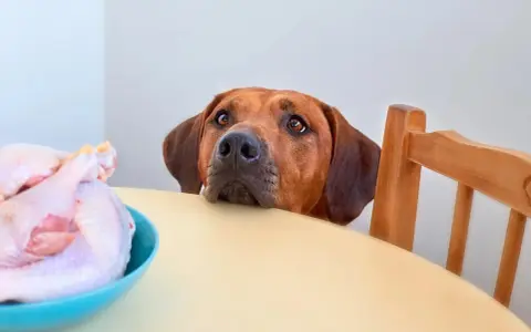 Cane con occhi imploranti guarda un pollo crudo su un tavolo. Chissà che carne può mangiare il cane?
