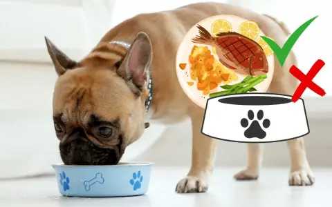 Un bulldog francese mangia dalla sua ciotola. Accanto, un piatto di pesce con verdure e limone, con un segno di spunta verde, indica che è adatto per il cane.