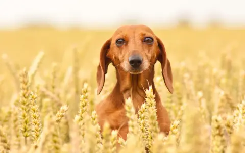 Un bassotto marrone si nasconde tra le spighe dorate di un campo di farro, con uno sguardo curioso.