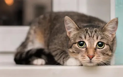 Gatto tigrato con occhi spalancati, forse si chiede di cosa hanno paura i gatti, nascosto sul davanzale.