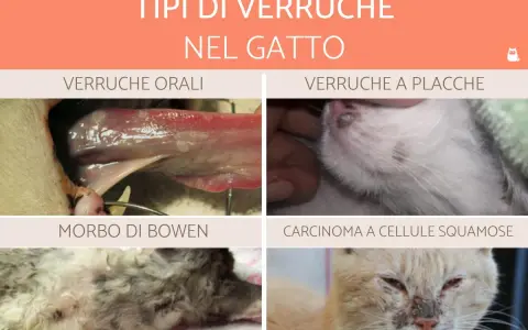 Immagine mostra diversi tipi di verruche nel gatto: orali, a placche, Morbo di Bowen e carcinoma.