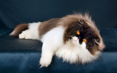 Gatto persiano dal carattere regale, con folta pelliccia bicolore e occhi arancioni penetranti, posa con eleganza su uno sfondo scuro.