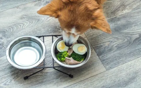Un cane curioso annusa una ciotola con uova sode, broccoli e pollo. Sì, i cani possono mangiare le uova!
