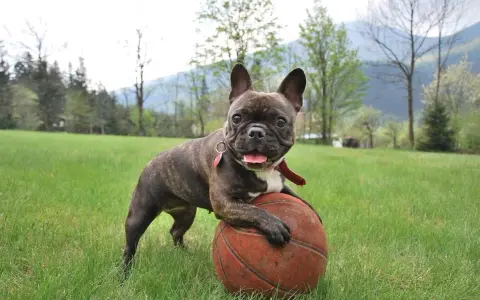 Un adorabile bulldog francese, con le sue tipiche dimensioni, gioca con un pallone da basket in un prato verde.