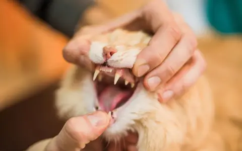 Mano che esamina la bocca aperta di un gatto arancione, mostrando i suoi denti aguzzi. Si nota che i denti del gatto cadono, forse a causa dell'età o di un problema di salute.