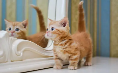 Un adorabile gattino munchkin arancione con occhi azzurri guarda il suo riflesso in uno specchio.