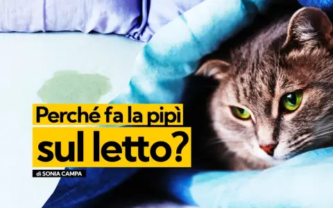 Gatto con occhi verdi su un letto macchiato, con testo "Perché fa la pipì sul letto?".