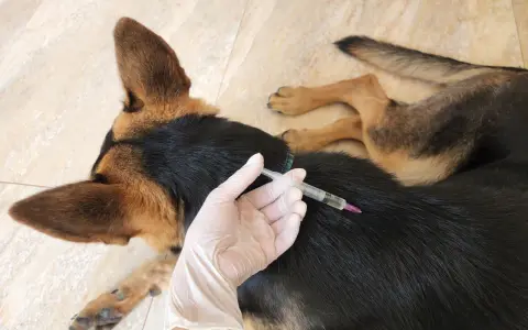 Mano con guanto somministra iniezione a cane. Prevenzione dei sintomi della leptospirosi nel cane.