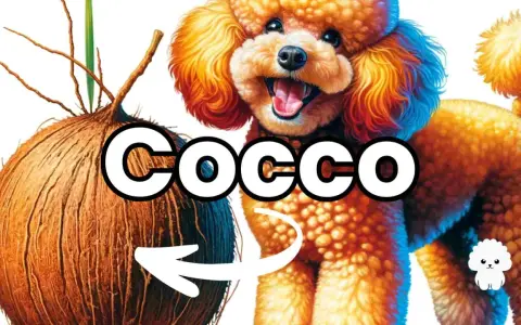 Un barboncino sorridente accanto a un cocco, con una freccia che indica che i cani possono mangiare il cocco.