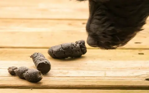 Un cane coprofago annusa delle feci sul legno.