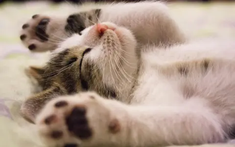Un gatto dorme sereno, con le zampine in aria. Un segno che ti vuole bene? Forse, quando si sente al sicuro.