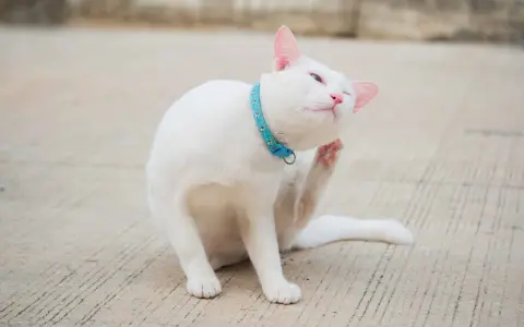 Un gatto bianco con un collare azzurro si gratta le orecchie con la zampa posteriore, un'espressione soddisfatta sul muso.