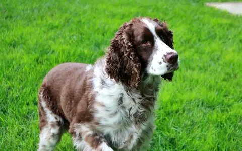 Un elegante springer spaniel marrone e bianco, con il pelo ondulato, osserva attentamente l'erba verde brillante.