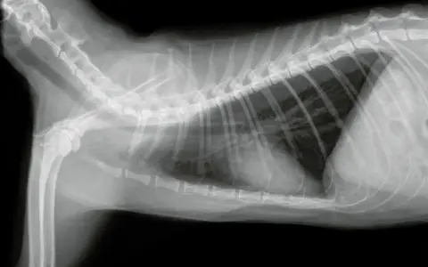 Radiografia toracica di un gatto con versamento pleurico, evidenziato da un'opacità scura nella cavità toracica.
