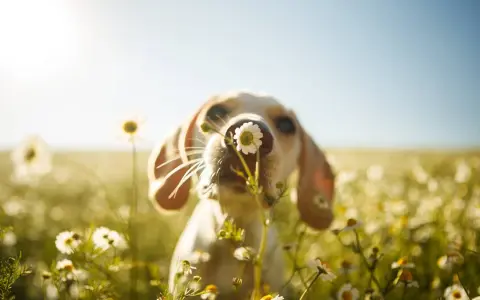 Un cane annusa una camomilla in un prato fiorito, con il sole che illumina la scena.