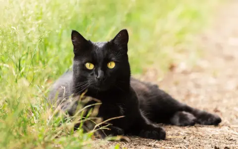 Un magnifico gatto nero razza, con occhi gialli penetranti, riposa sull'erba verde e terra battuta.