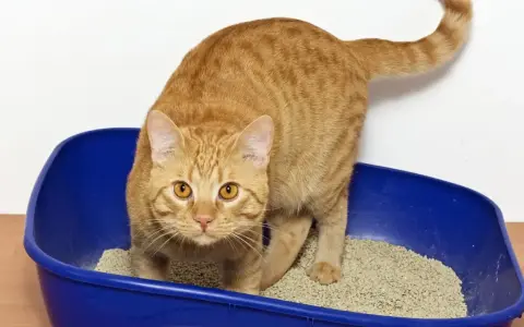 Gatto arancione in lettiera blu. Se il tuo gatto ha la cistite, cerca rimedi naturali per aiutarlo.