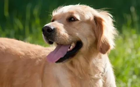 Un golden retriever dal temperamento amichevole, con la lingua fuori, in un prato verde.