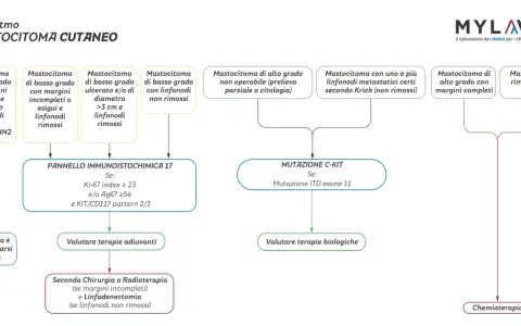 Algoritmo per il mastocitoma cane: valuta grado, margini, linfonodi e mutazioni C-KIT per definire terapie adiuvanti, biologiche o chemioterapia.