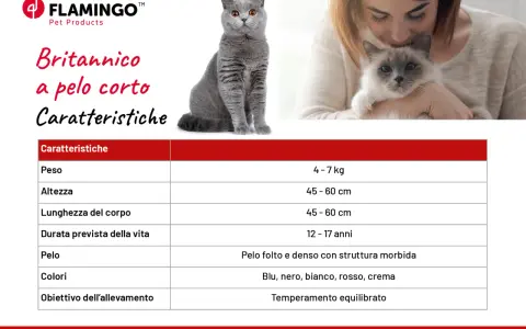 Caratteristiche del British Shorthair: peso 4-7 kg, pelo folto e denso, temperamento equilibrato.