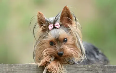 Dolce yorkshire terrier con fiocco rosa, il suo temperamento vivace si riflette negli occhi attenti mentre gioca con un bastoncino.