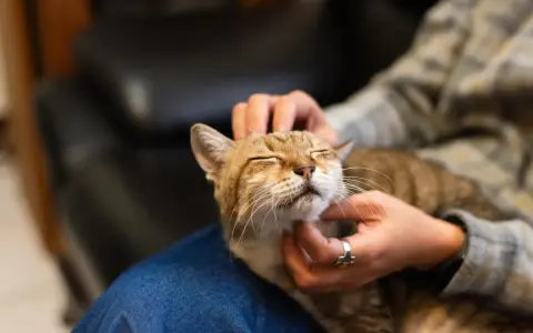 Un gatto tigrato con gli occhi chiusi riceve carezze, forse per questo i gatti fanno le fusa quando li accarezzi, esprimendo contentezza.
