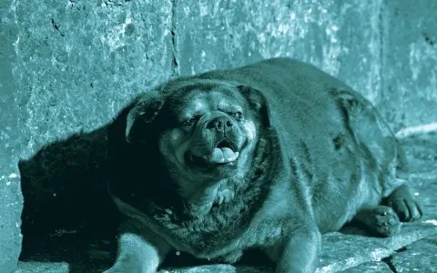 Un cane obeso, con la lingua fuori, riposa su un terreno roccioso.