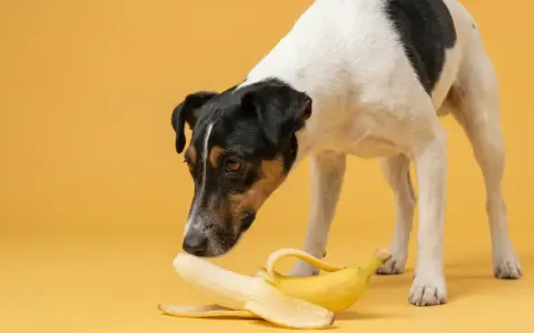 Un cane curioso annusa una banana sbucciata, chiedendosi se sia un nuovo snack.