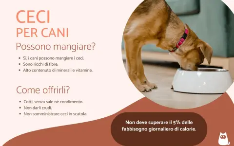 Un cane mangia da una ciotola, scopri se i cani possono mangiare i ceci, ricchi di fibre e vitamine.