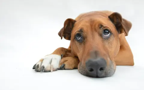 Un cane depresso con occhi tristi e un'espressione malinconica, sdraiato su uno sfondo bianco.