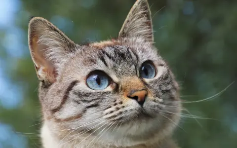 Primo piano di un gatto dagli occhi azzurri, con un pelo tigrato e morbido. Potrebbe essere un gatto con problemi di struvite.