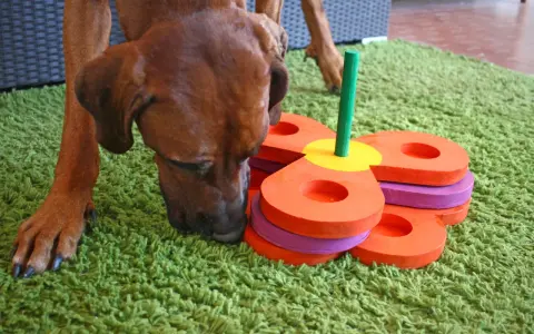 Un cane marrone annusa un gioco fai da te per l'attivazione mentale, composto da anelli colorati impilati su un bastoncino verde.