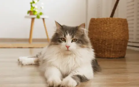 Gatto siberiano dal carattere dolce e affettuoso, con folto pelo grigio e bianco, posa sul parquet.