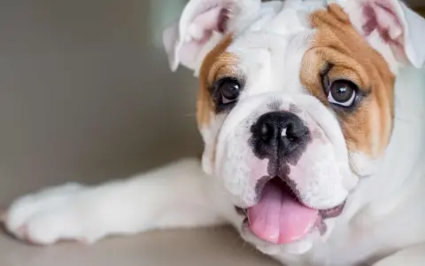 Un adorabile bulldog inglese, con il suo tipico bulldog inglese carattere, mostra la lingua rosa e gli occhi dolci.