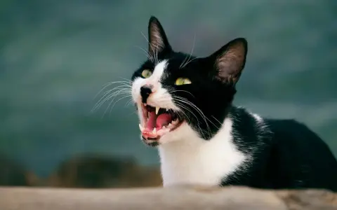 Gatta nera e bianca con occhi verdi spalancati, che miagola sempre, mostrando denti aguzzi e lingua rosa.