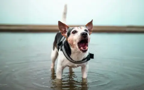 Un cane con un giubbotto di salvataggio sta in piedi nell'acqua, con la bocca aperta e il cane abbaia con gioia.
