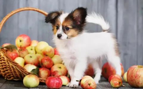 Un cucciolo di cane Papillon vicino a un cesto pieno di mele rosse e gialle. I cani possono mangiare la mela, un frutto sano per loro.