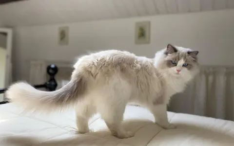 Un Ragdoll dal carattere dolce e curioso, con occhi azzurri penetranti, si muove con grazia su un letto.
