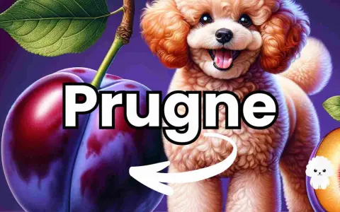 Un simpatico barboncino guarda delle prugne, suggerendo che i cani possono mangiare le prugne.