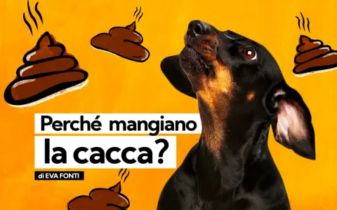 Un cane nero guarda incuriosito delle illustrazioni di cacca fumante. Il testo chiede: "Perché i cani mangiano la cacca?".