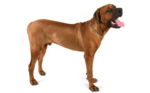 Un maestoso tosa inu color miele, con la lingua fuori e lo sguardo rivolto verso l'alto, posa su sfondo bianco.