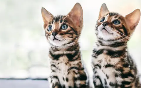 Due gattini di razze di gatti comuni, con mantello maculato e occhi azzurri, guardano incuriositi verso l'alto.