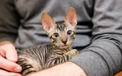 Un tenero gattino con grandi orecchie e occhi verdi, avvolto in un maglione grigio. Questi gatti piccoli sono adorabili.
