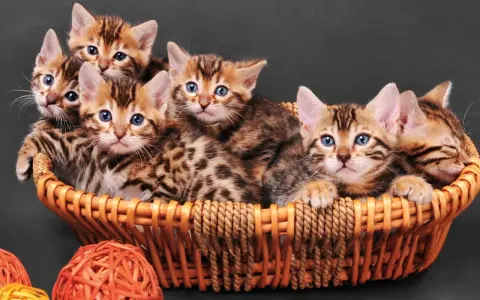 Un cesto traboccante di cuccioli di felino del bengala con occhi blu luminosi e mantelli maculati.