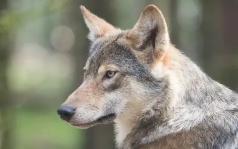 Primo piano di un lupo cecoslovacco, con il suo sguardo attento che riflette il suo carattere fiero e intelligente.