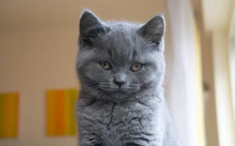 Gatto certosino con sguardo penetrante, la sua intelligenza traspare dagli occhi ambrati.